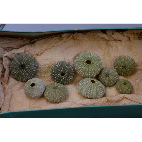 679 - A Selection of Twenty Decorative Crafter's Sea Urchin Shells, With Various Other Seashells