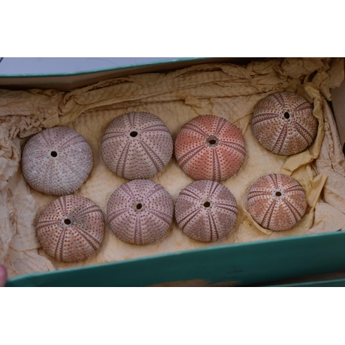 679 - A Selection of Twenty Decorative Crafter's Sea Urchin Shells, With Various Other Seashells