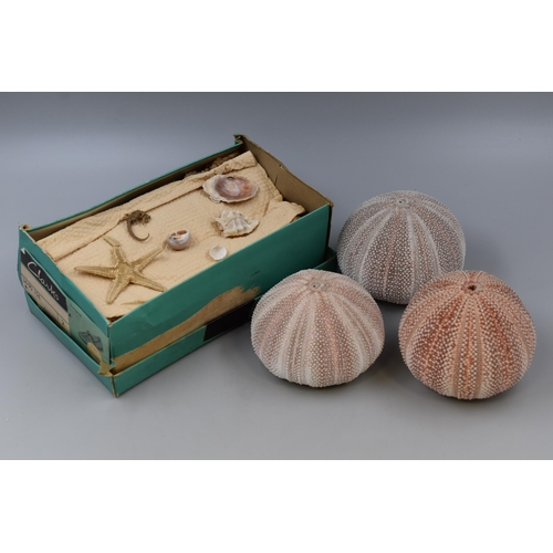 679 - A Selection of Twenty Decorative Crafter's Sea Urchin Shells, With Various Other Seashells