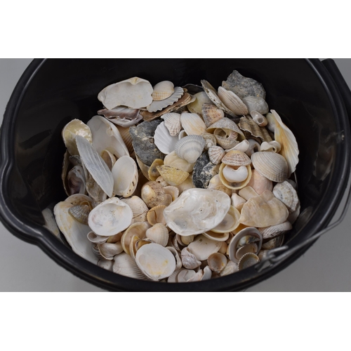 681 - Large Selection of Sea Shells (Ideal for Crafting)