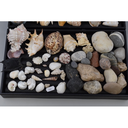 145 - A Large Selection of Decorative Rocks and Shells, Ideal For Crafting