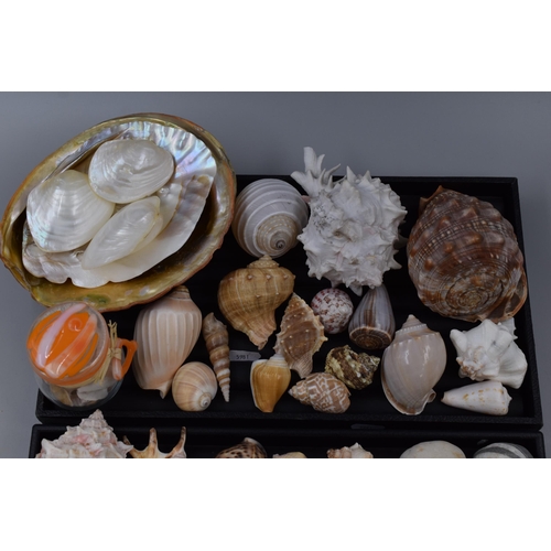 145 - A Large Selection of Decorative Rocks and Shells, Ideal For Crafting