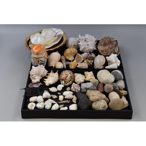 145 - A Large Selection of Decorative Rocks and Shells, Ideal For Crafting