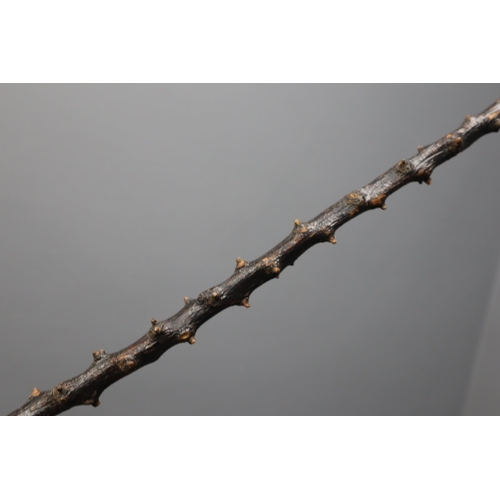 664 - Two Natural Hawthorn Walking Sticks