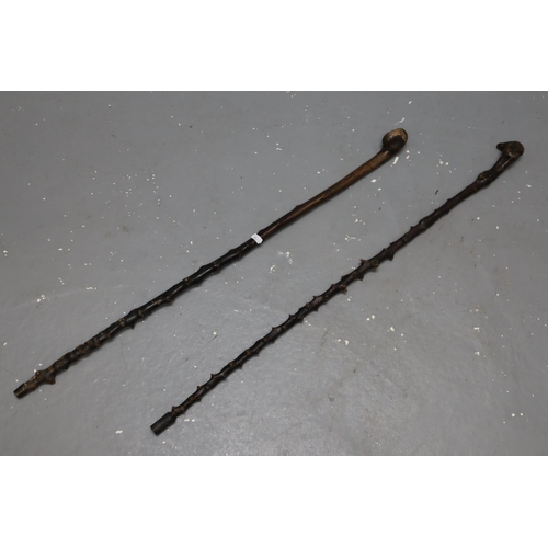 664 - Two Natural Hawthorn Walking Sticks