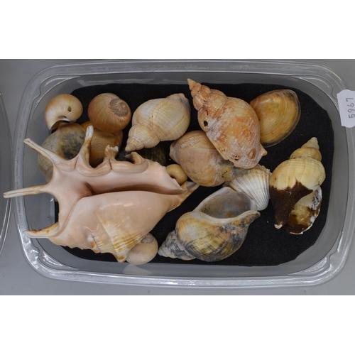 742 - Large Collection of Six Trays of Well Presented Sea Shells of Various Shapes and Sizes