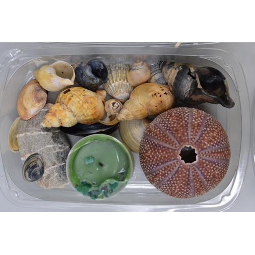 742 - Large Collection of Six Trays of Well Presented Sea Shells of Various Shapes and Sizes