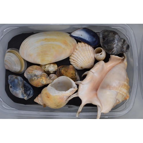 742 - Large Collection of Six Trays of Well Presented Sea Shells of Various Shapes and Sizes