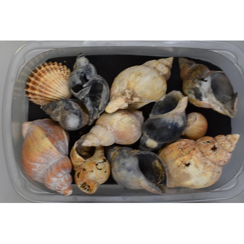 742 - Large Collection of Six Trays of Well Presented Sea Shells of Various Shapes and Sizes