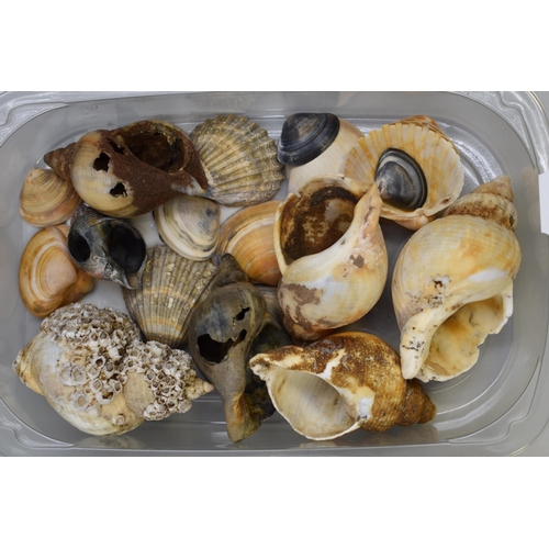 742 - Large Collection of Six Trays of Well Presented Sea Shells of Various Shapes and Sizes