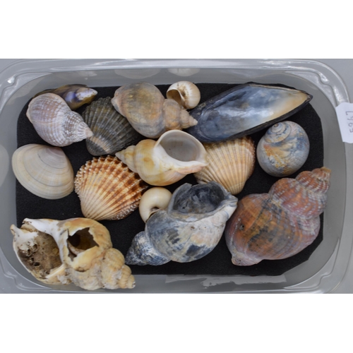 742 - Large Collection of Six Trays of Well Presented Sea Shells of Various Shapes and Sizes