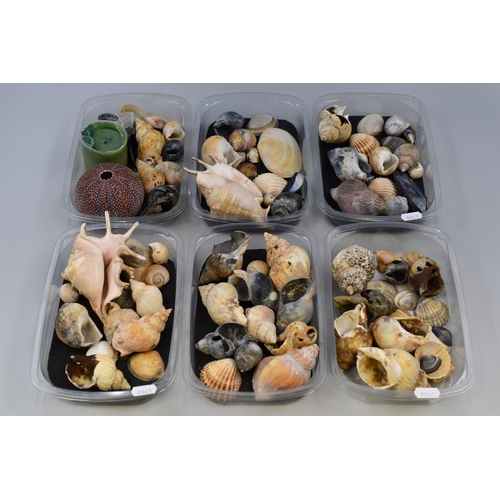 742 - Large Collection of Six Trays of Well Presented Sea Shells of Various Shapes and Sizes