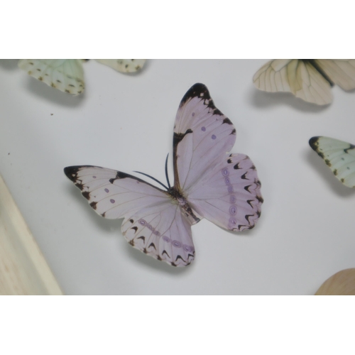 421 - Two Matching Framed Paper Butterfly Pictures 12