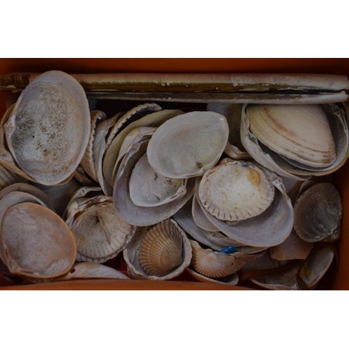 805 - A Large Selection of Seashells, Ideal For Crafting