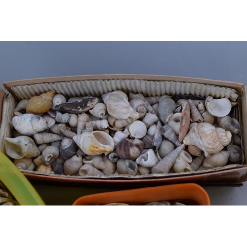 805 - A Large Selection of Seashells, Ideal For Crafting