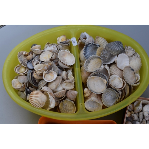 805 - A Large Selection of Seashells, Ideal For Crafting