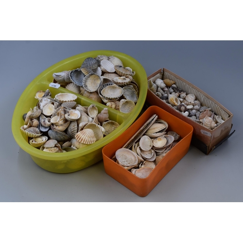 805 - A Large Selection of Seashells, Ideal For Crafting