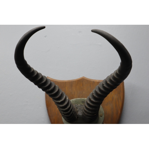 331 - Wall Hanging Antique Shield with Horns Attached