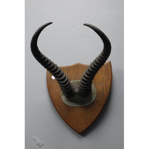 331 - Wall Hanging Antique Shield with Horns Attached