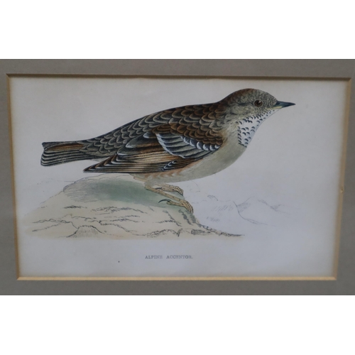 696 - Five Ornithological Framed and Glazed Prints To Include Vernan Ward, Great Snipe, Peep, And More. La... 