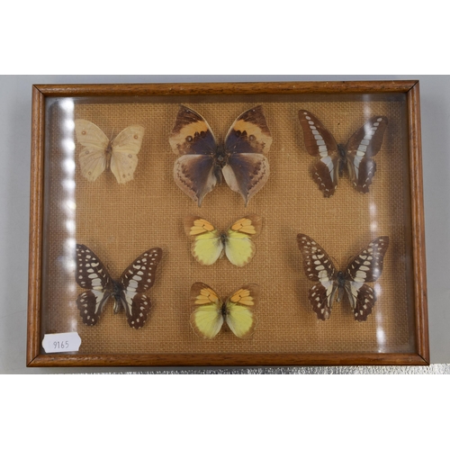 199 - Decorative Butterfly Art Inside a Frame