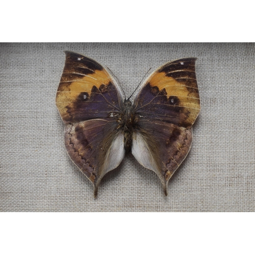 194 - Cased Set of 3 Taxidermy Butterfly's (11