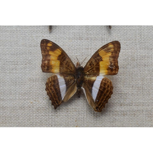 194 - Cased Set of 3 Taxidermy Butterfly's (11