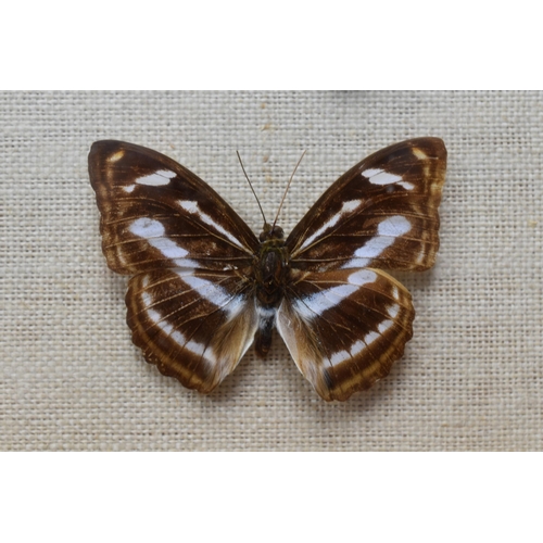 194 - Cased Set of 3 Taxidermy Butterfly's (11