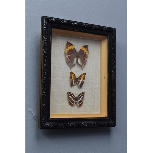 194 - Cased Set of 3 Taxidermy Butterfly's (11