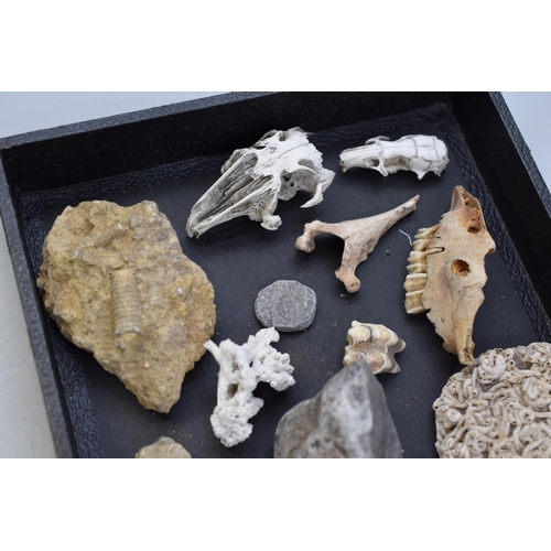 165 - Collection of fossils and animal bones and shells