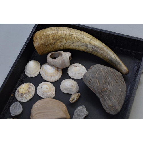 165 - Collection of fossils and animal bones and shells