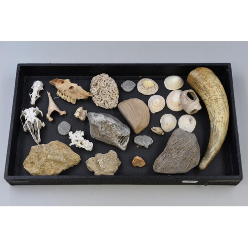 165 - Collection of fossils and animal bones and shells