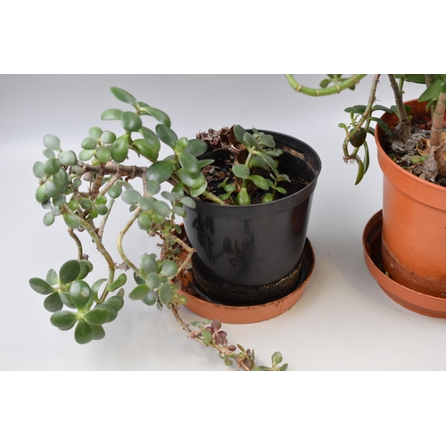 145 - Pair of Real Houseplants, Jade Plant or Money Plant, No Postage