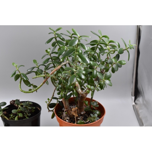 145 - Pair of Real Houseplants, Jade Plant or Money Plant, No Postage