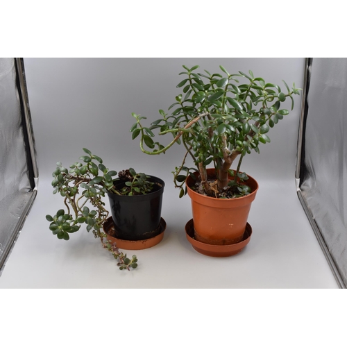 145 - Pair of Real Houseplants, Jade Plant or Money Plant, No Postage