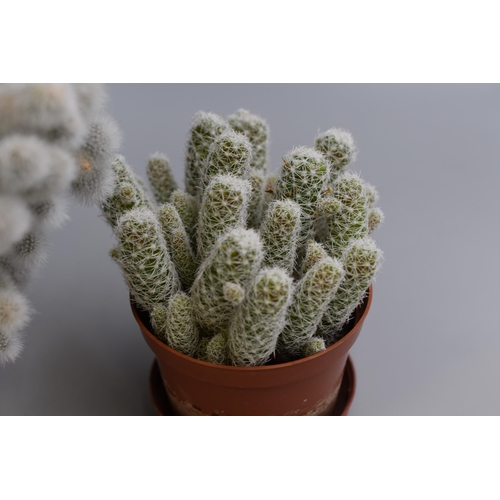 146 - Two Real Cacti Plants, One Large, Possibly ' Rebutia Muscula' No Postage