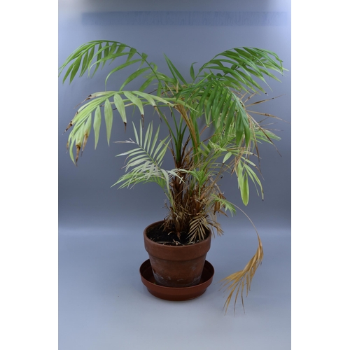 148 - Real Houseplant, Possibly 'Chamaedorea Elegans' Or Parlour Palm, Complete With Terracotta Pot No Pos... 