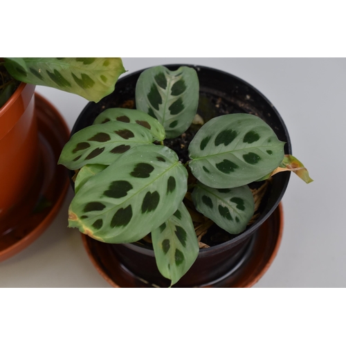 149 - Pair of Real Houseplants, 'Prayer Plant, No Postage