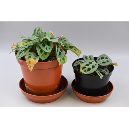 149 - Pair of Real Houseplants, 'Prayer Plant, No Postage