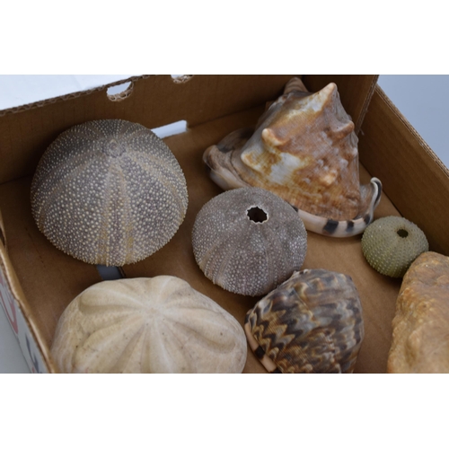 736 - Selection of Shells To Include Sea Urchins