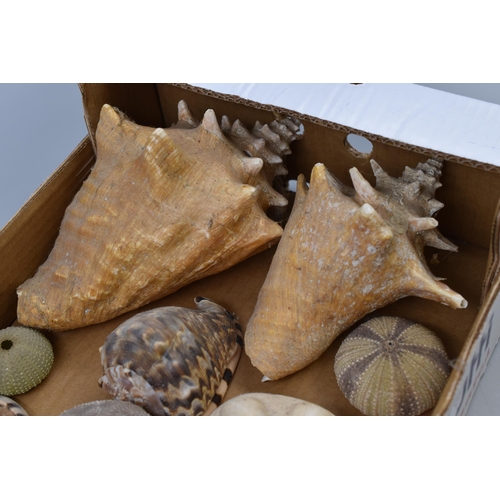 736 - Selection of Shells To Include Sea Urchins