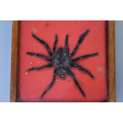 260 - Two Taxidermy Tarantulas in Display Case (12