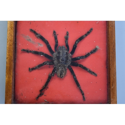 260 - Two Taxidermy Tarantulas in Display Case (12