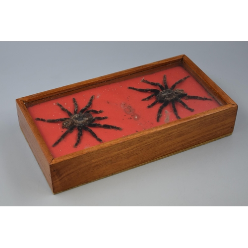 260 - Two Taxidermy Tarantulas in Display Case (12