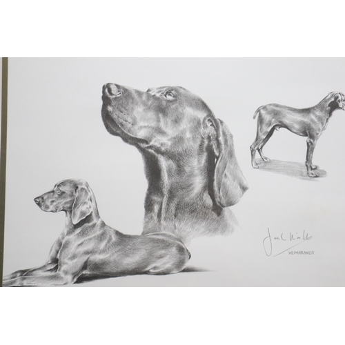 478 - A Framed and Glazed Joel Kirk Weimaraner Study Print 59cm x 49cm