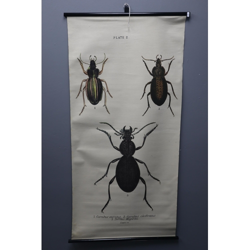 565 - William Home Lizars Fabric Wall Hanging Displaying Beetles (Plate 2) for Educational Purposes (55