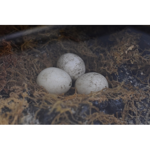 482 - Large Taxidermy Display of Two Woodcock Birds with Nest of Three Eggs 23.5