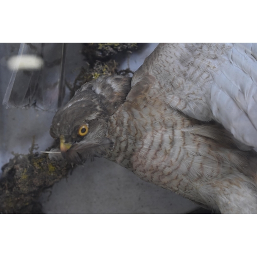 483 - Large Taxidermy Display of Three Sparrowhawk Birds 24