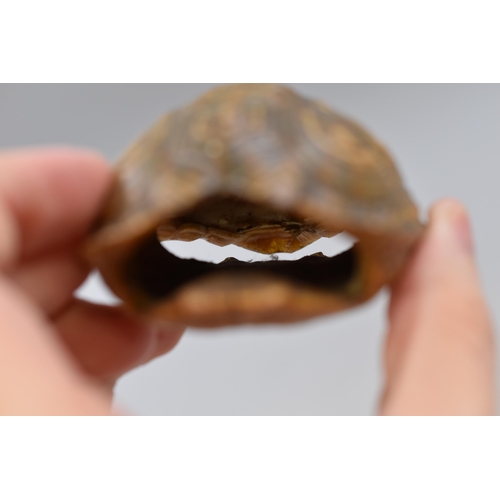 196 - Two Turtle Taxidermy Style Shells (4