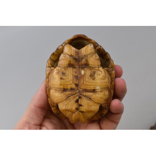 196 - Two Turtle Taxidermy Style Shells (4